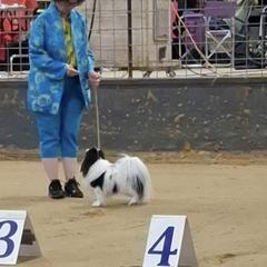 Chihuahua and Japanese Chin All Grown Up from Gift of Gods Favor