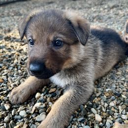 German Shepherd Puppies from Elite Haus K9