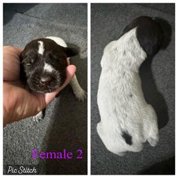 Arya - Liver and white female German Wirehaired Pointer puppy in Kentucky from Triple Springs Farm