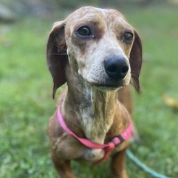 Pumpkin - Dachshund