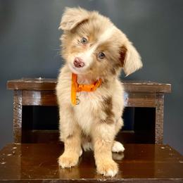 Ace (With Natural Tail) - Red merle male Miniature Australian Shepherd puppy in Liberty, South Carolina from Alexander Canines