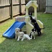 Bordoodle Puppies from Bordoodles of Maine