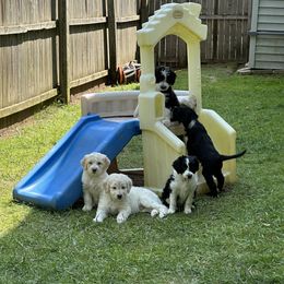 Bordoodle Puppies from Bordoodles of Maine