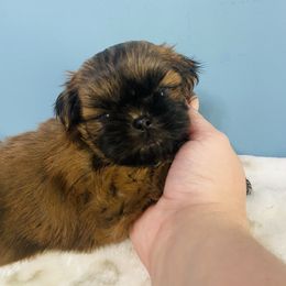 Simon - Sable male Shih Tzu puppy in Hawthorne, Florida from Simply Southern Shihtzus