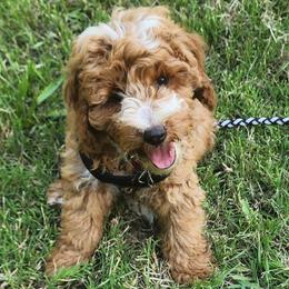 Mini Red boy - Red  male Goldendoodle puppy in Los Molinos Ca, California from Sunshine Sanctuary Doodles