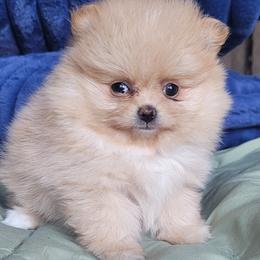 Rose - Cream parti female Pomeranian puppy in Brooklyn, New York from Svitlana's Pomeranians