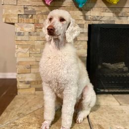 Lucy - Poodle