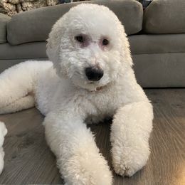 Paris - Goldendoodle