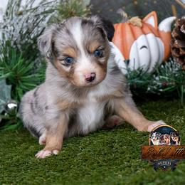 Azur - Blue merle male Toy Australian Shepherd puppy in Granbury, Texas from Best Little Aussies