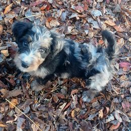 Aussiedoodle, Bernedoodle, Poodle, Shihpoo, and Shih Tzu Puppies from Route 66 Poodles & Doodles, Sapphire Shih-tzu's of Ohio