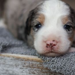 Freeze - Blue merle male Aussiedoodle puppy in Casa, Arkansas from Blue Diamond Puppies