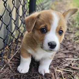 Light Sable boy - Sable and white male American Corgi puppy in Taylorsville, North Carolina from America's Red White and Bluie Corgis