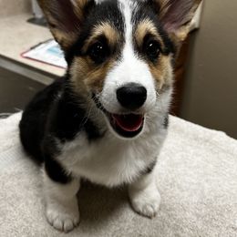 Pembroke Welsh Corgi Puppies from Siclair Crowns Corgis