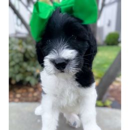 Flicker - Black and white female Sheepadoodle puppy in Olathe, Kansas from VonDoodles Bernedoodles & Sheepadoodles
