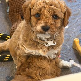 ARLO- Brown collar - Apricot male Goldendoodle puppy in Watertown, New York from True Friend Doodles