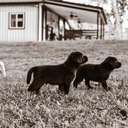 Labrador Retriever Puppies from Krys Ruth