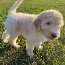 Goldendoodle Puppies from Toneytails Doodles