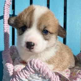 Anise - Red female Pembroke Welsh Corgi puppy in Griffin, Georgia from Rollnoaks & Cottontail AKC Pembroke Welsh Corgis