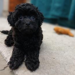 Kolter - Black male Havapoo puppy in Blanch, North Carolina from Faithful Hearts Kennel