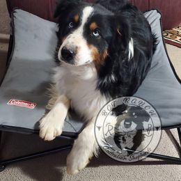 SAGE - Australian Shepherd