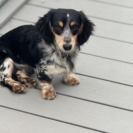 Duncan - Dachshund