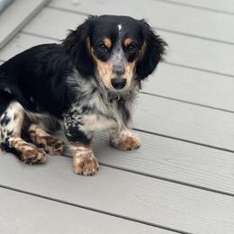 Duncan - Dachshund