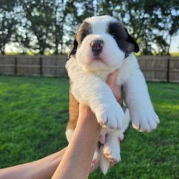 Giovanni - Mahogany and white male Saint Bernard puppy in Brandon, South Dakota from Split Rock Saints