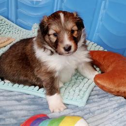 Daytona - Sable and white female Shetland Sheepdog puppy in Aliquippa, Pennsylvania from Fancypants Shetland Sheepdogs