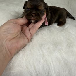 Shih Tzu Puppies from Lisa Bandy Shih Tzu