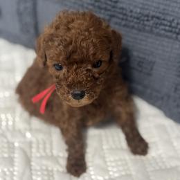 Mini - Red  male Goldendoodle puppy in Lincoln, Nebraska from Daisy Doodles