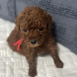 Mini - Red  male Goldendoodle puppy in Lincoln, Nebraska from Daisy Doodles