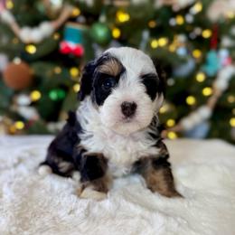Purple Collar - Tri-color female Bernedoodle puppy in Indiahoma, Oklahoma from Farm Fresh Doodles