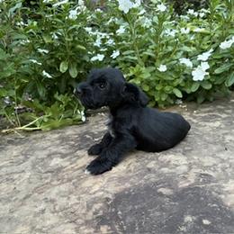 Little One - Black and silver female Miniature Schnauzer puppy in Monticello, Mississippi from LeBoeuf's Miniature Schnauzers
