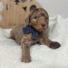 Apollo-White Collar - Chocolate merle male Bernedoodle puppy in Oak Hills, California from High Desert Doodles