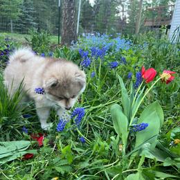 Zion - Red and white male Pomsky puppy in Rathdrum, Idaho from Smart Pomskies and Frenchies