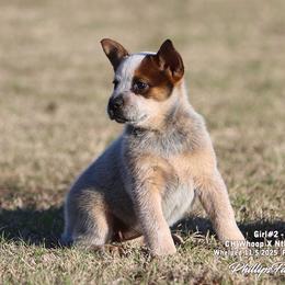 Charlie Girl 2 - Red speckled female Australian Cattle Dog puppy in Point, Texas from Lakylu Kennels