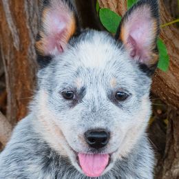 Boy 2 - male Australian Cattle Dog puppy in Escondido, California from Tin Roof Australian Cattle Dogs