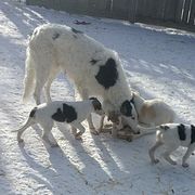Borzoi All Grown Up from Summerlane Borzoi