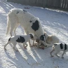 Borzoi All Grown Up from Summerlane Borzoi