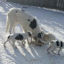 Borzoi All Grown Up from Summerlane Borzoi
