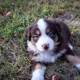 Boy 1 - Red tri-color male Miniature American Shepherd puppy in Easton, Missouri from Country Creek Kennels