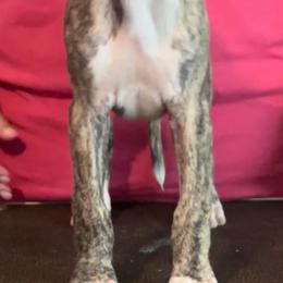 Boy - Fawn brindle male Whippet puppy in Brooksville, Florida from Phasion Whippets Kimberly & Paul Norton Sr.