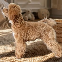 Goldendoodle and Poodle Puppies from French Creek Doodles