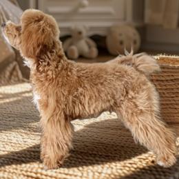 Goldendoodle and Poodle Puppies from French Creek Doodles