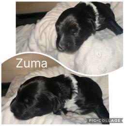 Portuguese Water Dog Puppies from Purely Opal