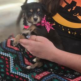 Cassiopeia - Black tri female Miniature Australian Shepherd puppy in Arlington, Texas from CopperHead Aussies