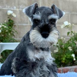 Mr Coffee - Salt and pepper male Miniature Schnauzer puppy in Wildomar, California from My Angel Schnauzers