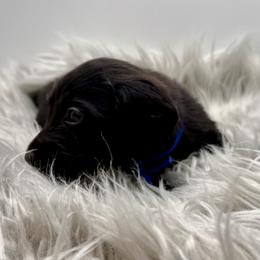 AKC blue boy - Black male Dachshund puppy in Bartlesville, Oklahoma from OkieDokieDox