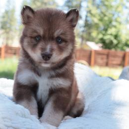 Saffron - Brown and white female Siberian Husky puppy in Bly, Oregon from Hill Top Huskies
