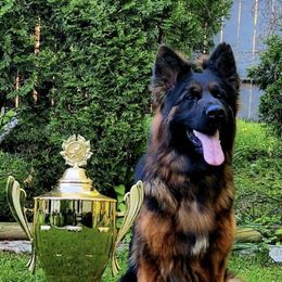 Atlas - German Shepherd